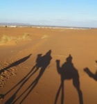 camellos-desierto